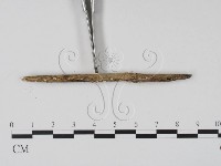 登錄號:F0015528藏品圖，第3張