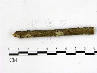 登錄號:F0015529藏品圖，第1張