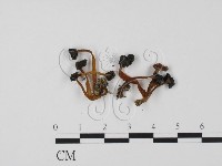 登錄號:F0015531藏品圖，第3張
