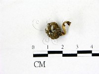 登錄號:F0015532藏品圖，第1張