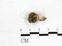 登錄號:F0015532藏品圖，第3張