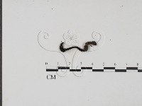 登錄號:F0015533藏品圖，第1張