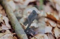 登錄號:F0015533藏品圖，第5張