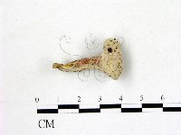 登錄號:F0015534藏品圖，第1張