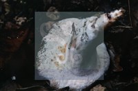 登錄號:F0015534藏品圖，第4張