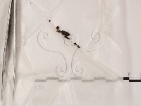 登錄號:F0015538藏品圖，第1張