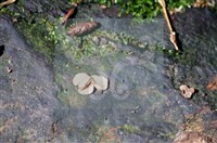 登錄號:F0015538藏品圖，第3張