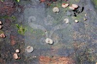 登錄號:F0015538藏品圖，第4張