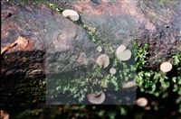 登錄號:F0015538藏品圖，第5張