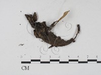 登錄號:F0015541藏品圖，第3張