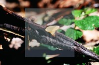 登錄號:F0015541藏品圖，第4張