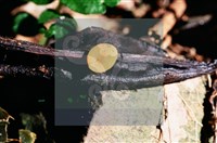 登錄號:F0015541藏品圖，第5張