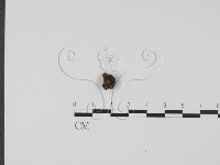 登錄號:F0015542藏品圖，第1張
