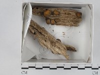 登錄號:F0015543藏品圖，第1張