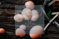 登錄號:F0015543藏品圖，第3張