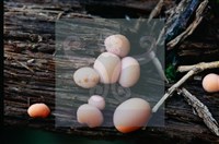 登錄號:F0015543藏品圖，第4張