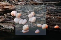 登錄號:F0015543藏品圖，第5張