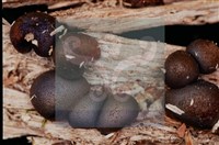 登錄號:F0015543藏品圖，第6張