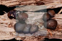 登錄號:F0015543藏品圖，第8張