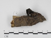 登錄號:F0015544藏品圖，第3張