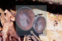 登錄號:F0015544藏品圖，第4張