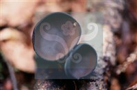 登錄號:F0015544藏品圖，第5張