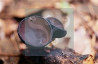 登錄號:F0015544藏品圖，第6張