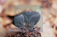 登錄號:F0015544藏品圖，第7張