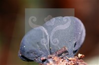 登錄號:F0015544藏品圖，第8張