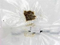 登錄號:F0015550藏品圖，第1張