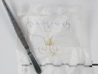 登錄號:F0015552藏品圖，第1張
