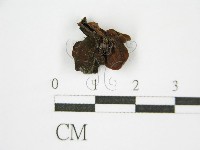 登錄號:F0015555藏品圖，第1張