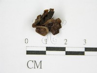 登錄號:F0015555藏品圖，第3張