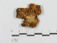 登錄號:F0015556藏品圖，第3張