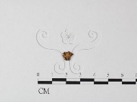 登錄號:F0015557藏品圖，第1張