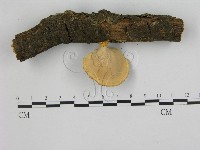 相鄰小孔菌藏品圖，第3張