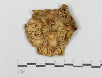 登錄號:F0015559藏品圖，第3張