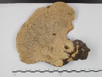 登錄號:F0015560藏品圖，第1張