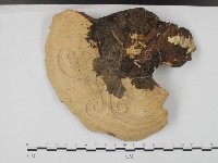 登錄號:F0015560藏品圖，第3張