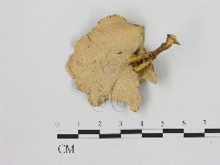 相鄰小孔菌藏品圖，第3張