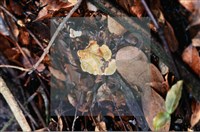 相鄰小孔菌藏品圖，第4張