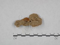 登錄號:F0015562藏品圖，第1張