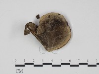 登錄號:F0015563藏品圖，第1張