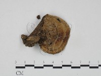 登錄號:F0015563藏品圖，第3張