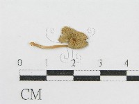 登錄號:F0015565藏品圖，第3張