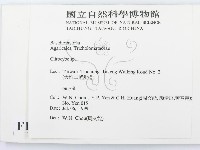 杯傘屬藏品圖，第2張