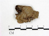 登錄號:F0015567藏品圖，第1張