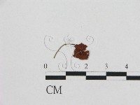 登錄號:F0015570藏品圖，第1張