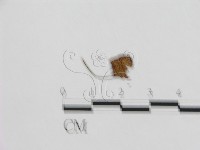 登錄號:F0015570藏品圖，第3張