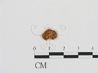 登錄號:F0015571藏品圖，第3張